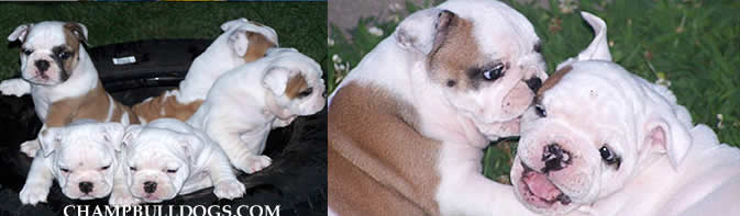 English Bulldog puppies photo